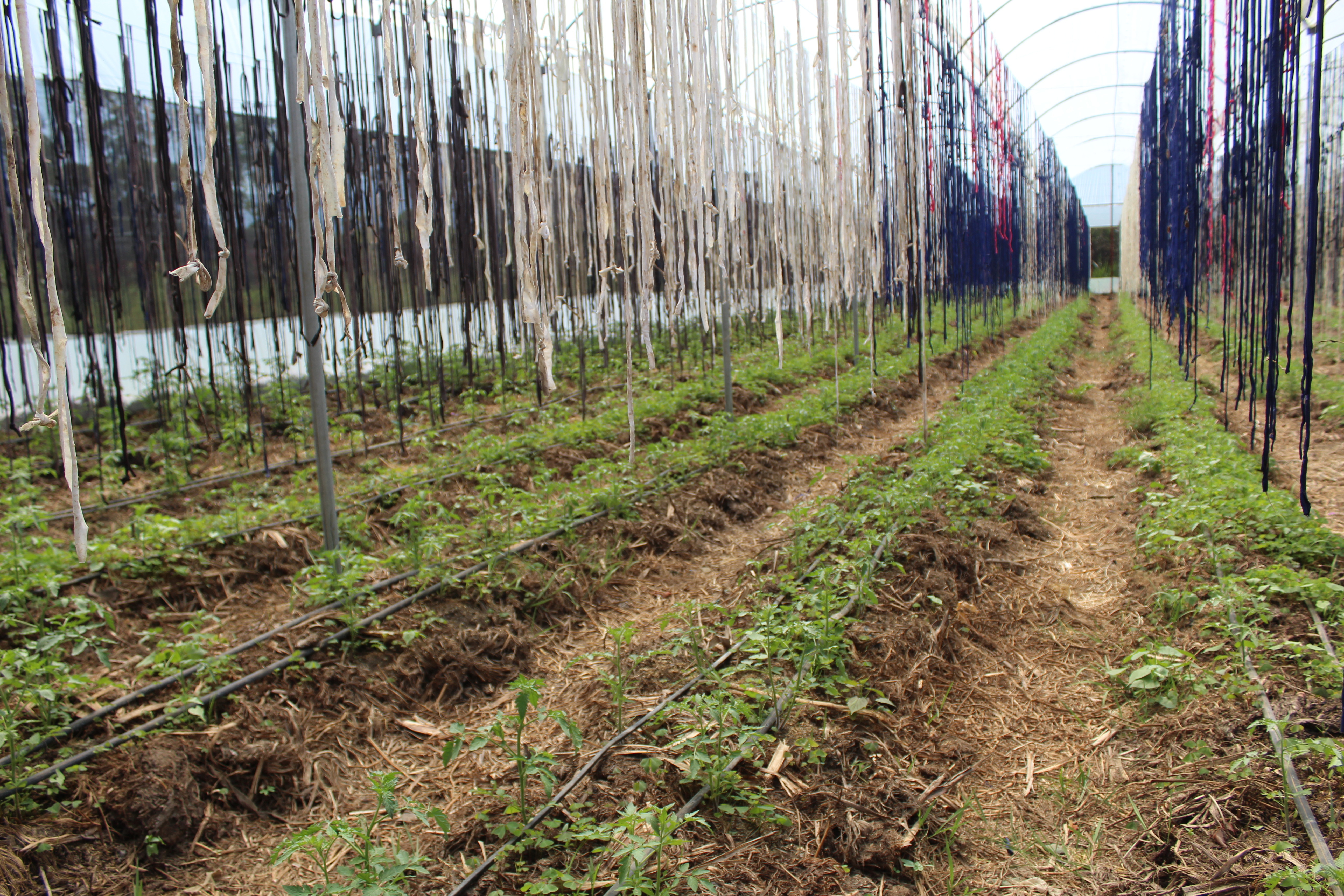 Tomate Cherry variedades