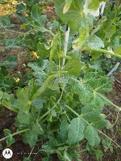 Guisantes