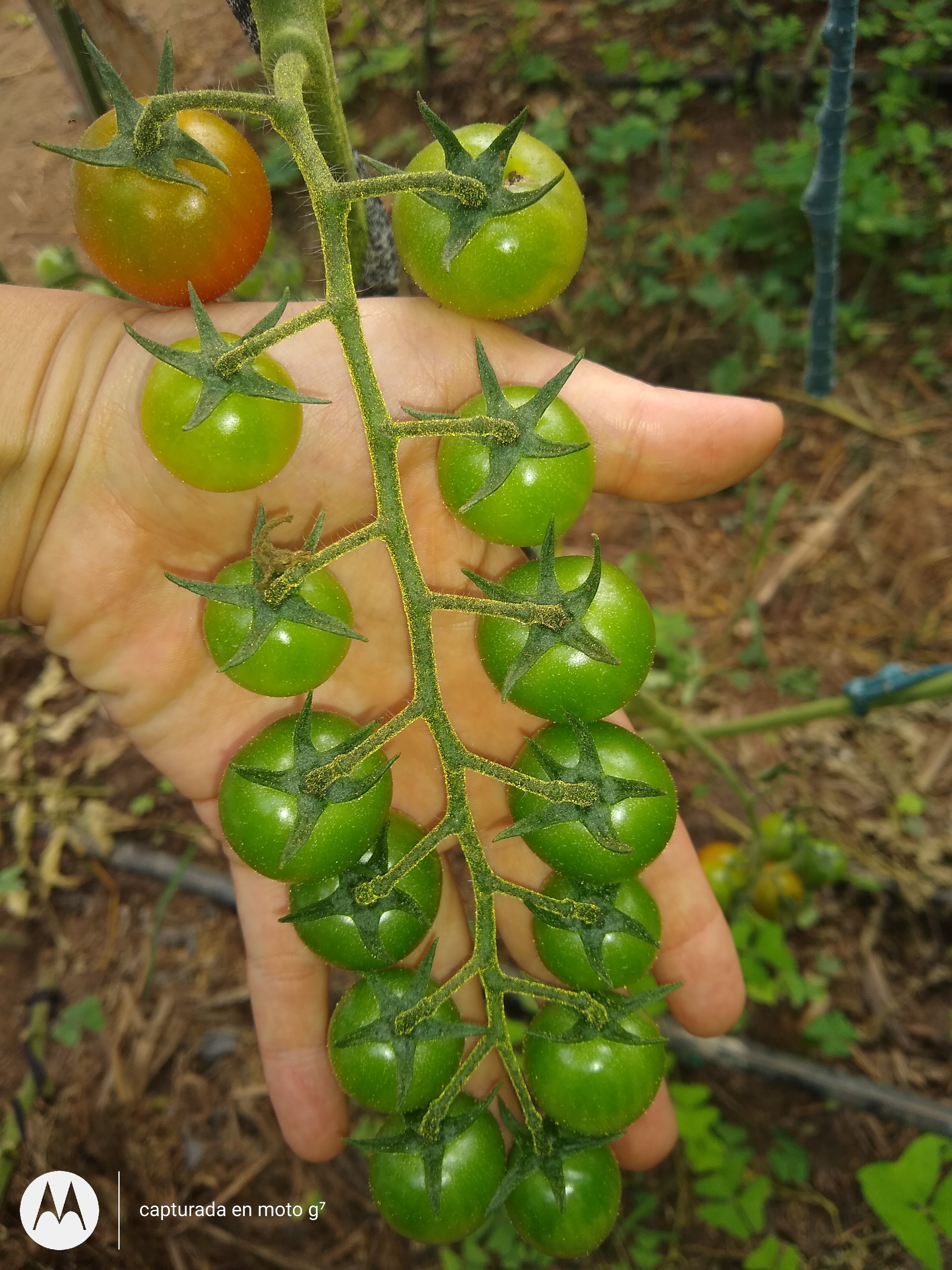 Tomate Cherry