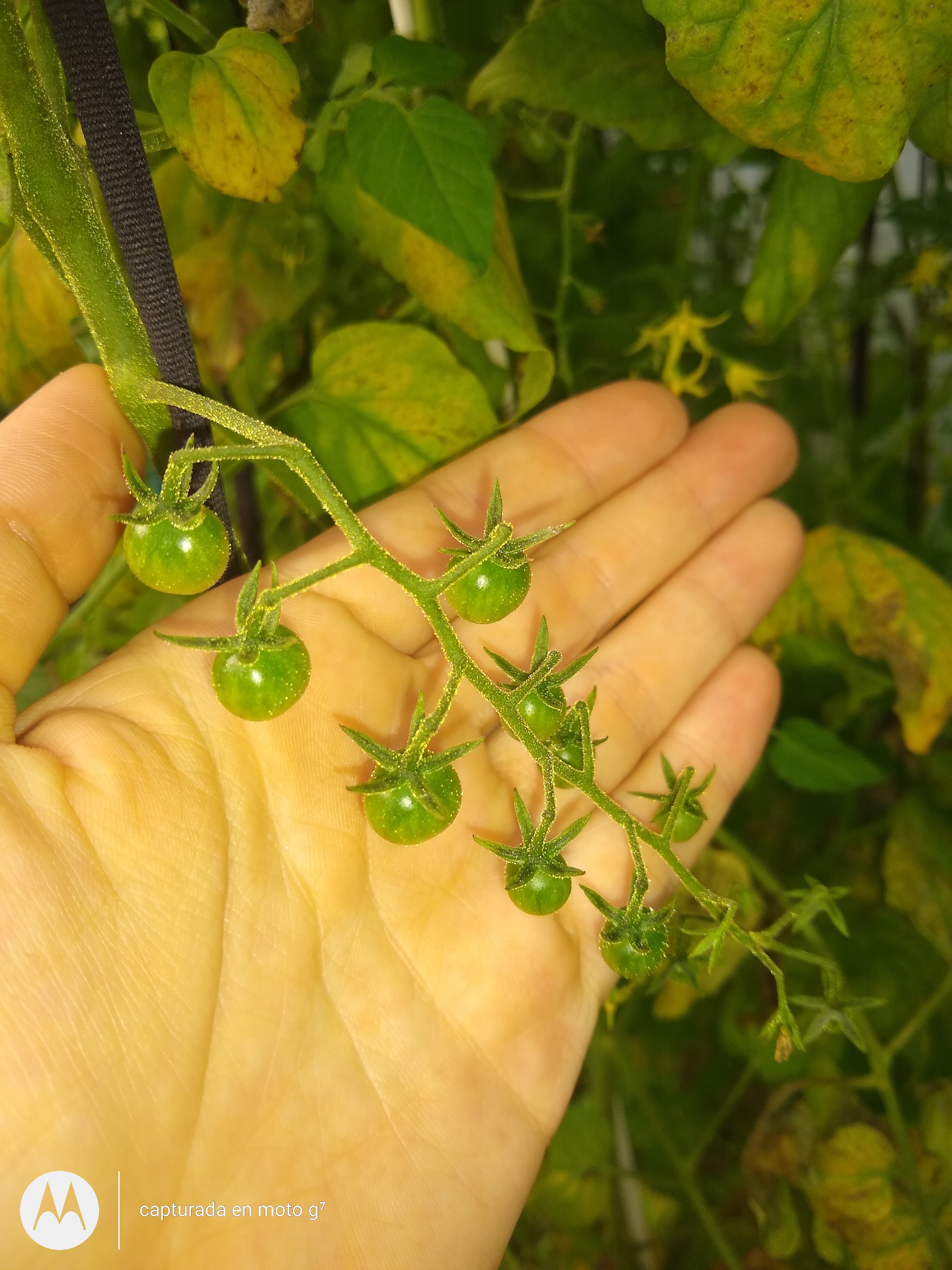 Tomate Perla
