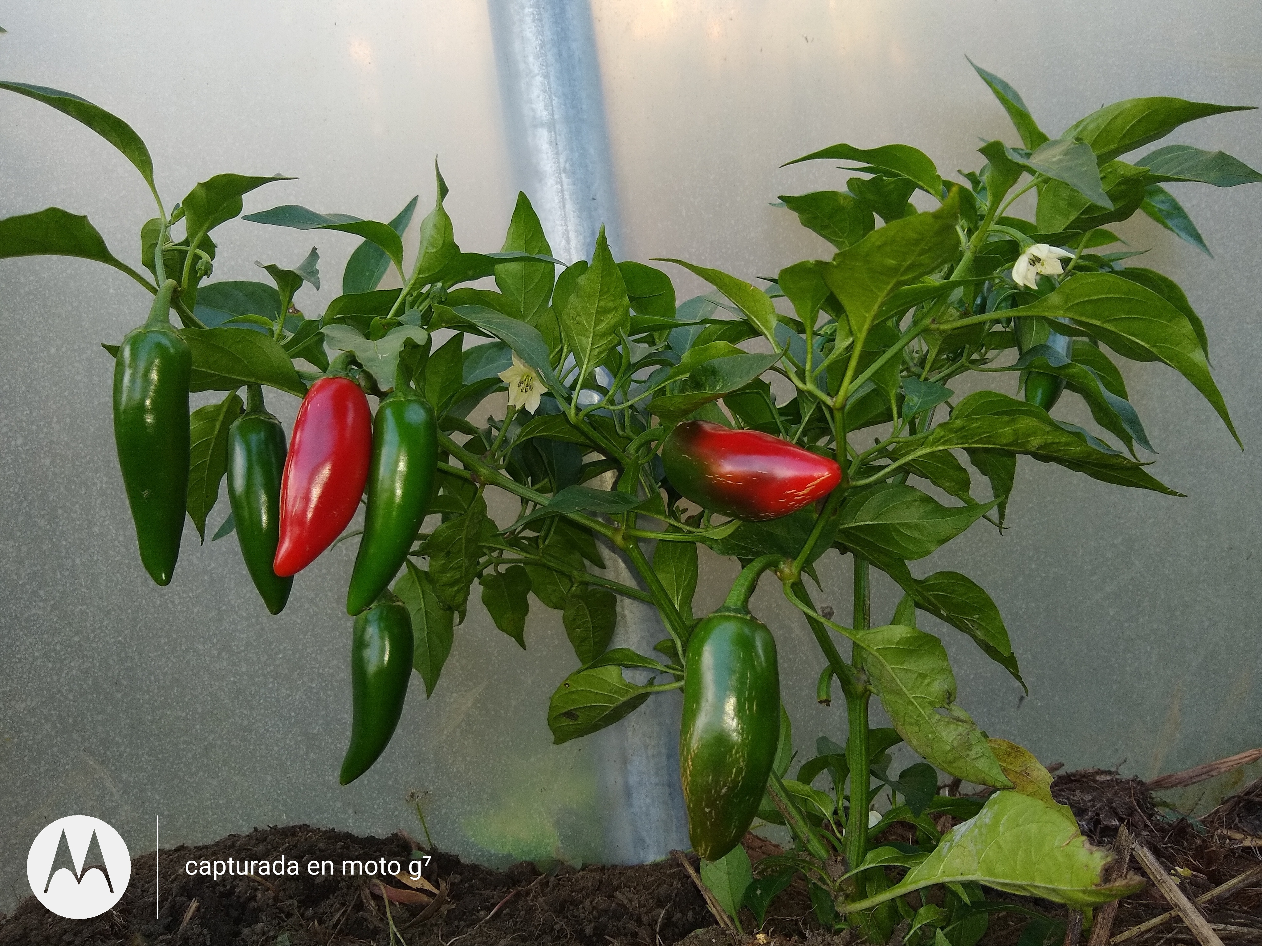 Ají jalapeño