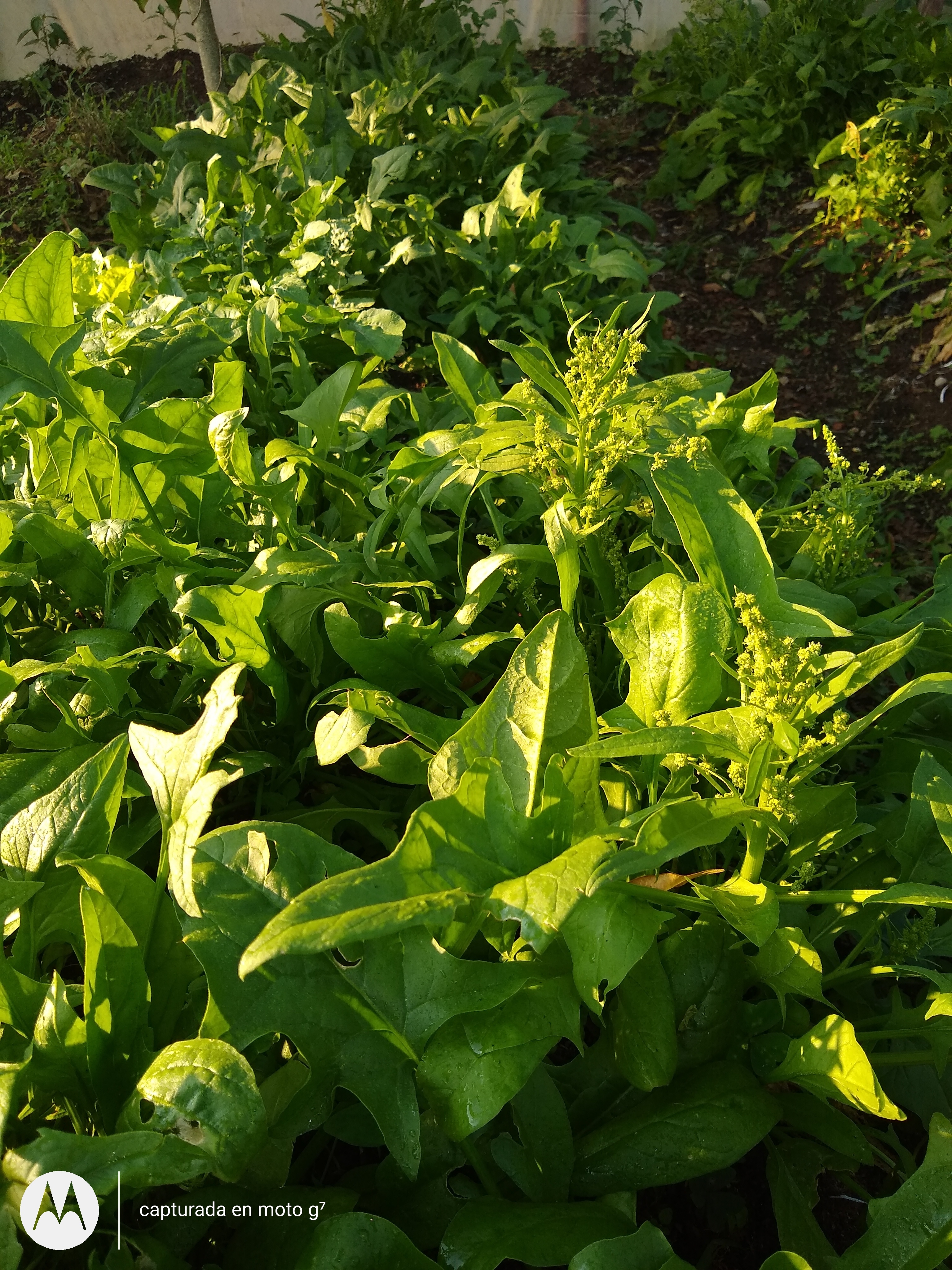 Espinaca
