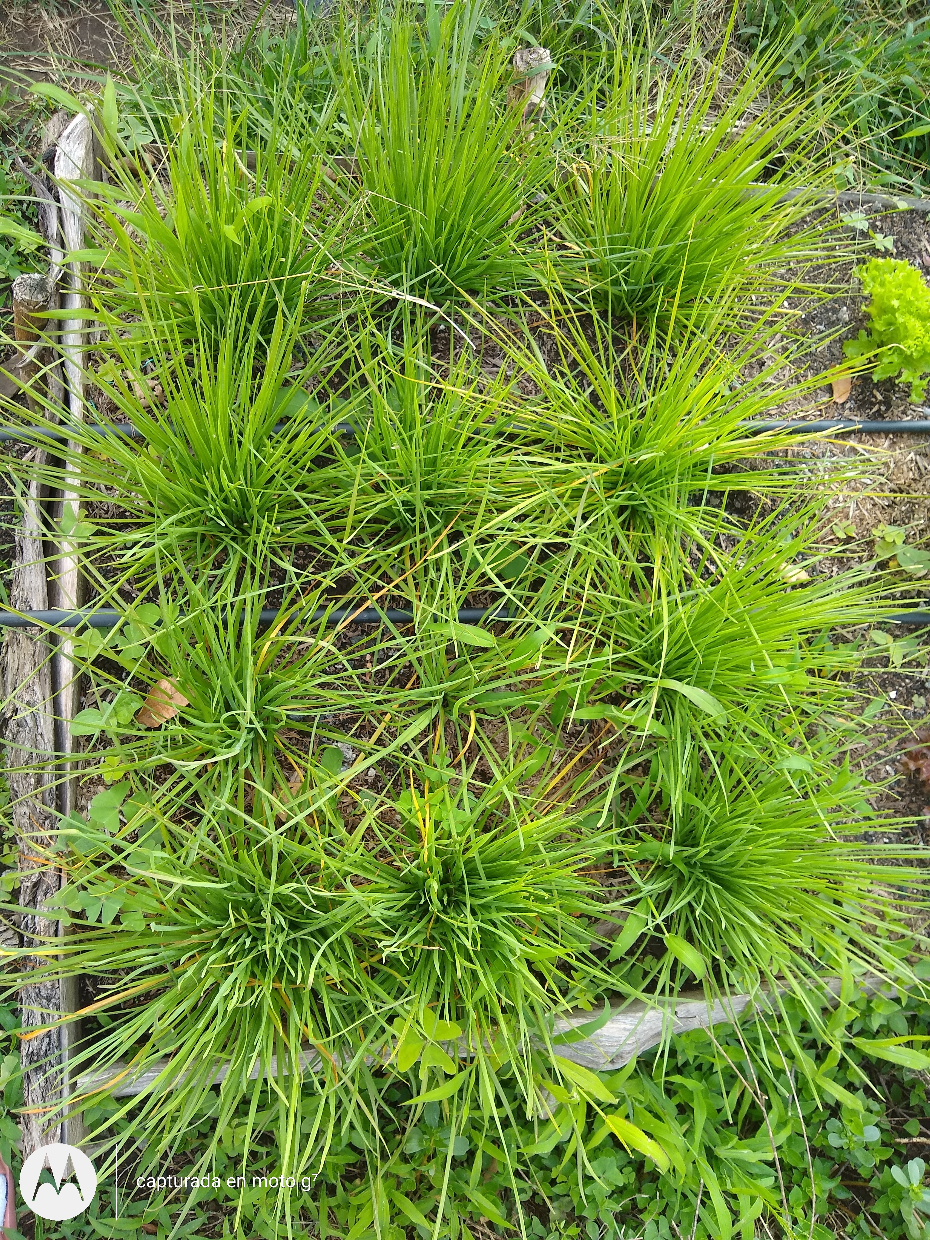Cebollino