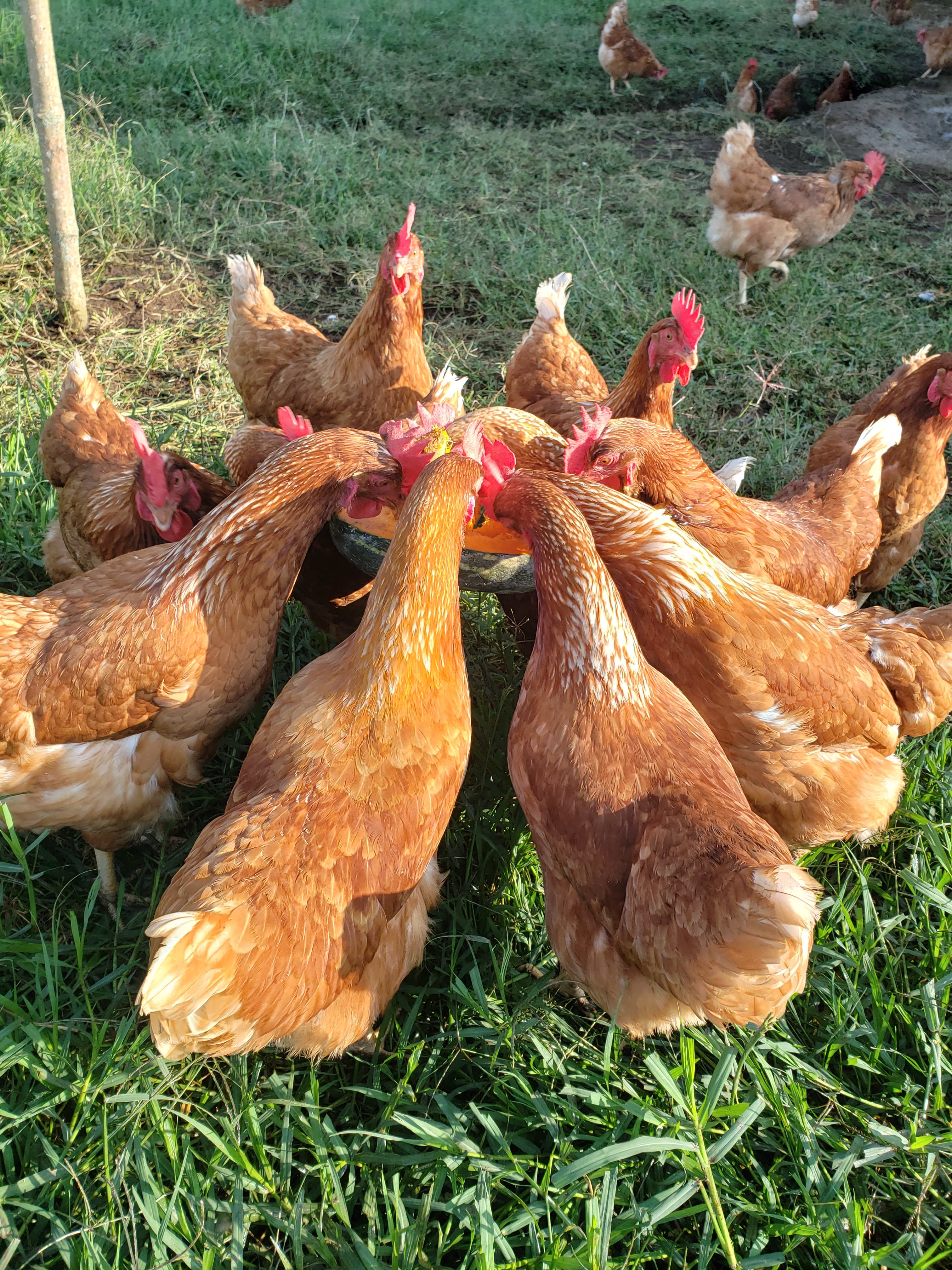 Ricos desayunos con Ahuyama.