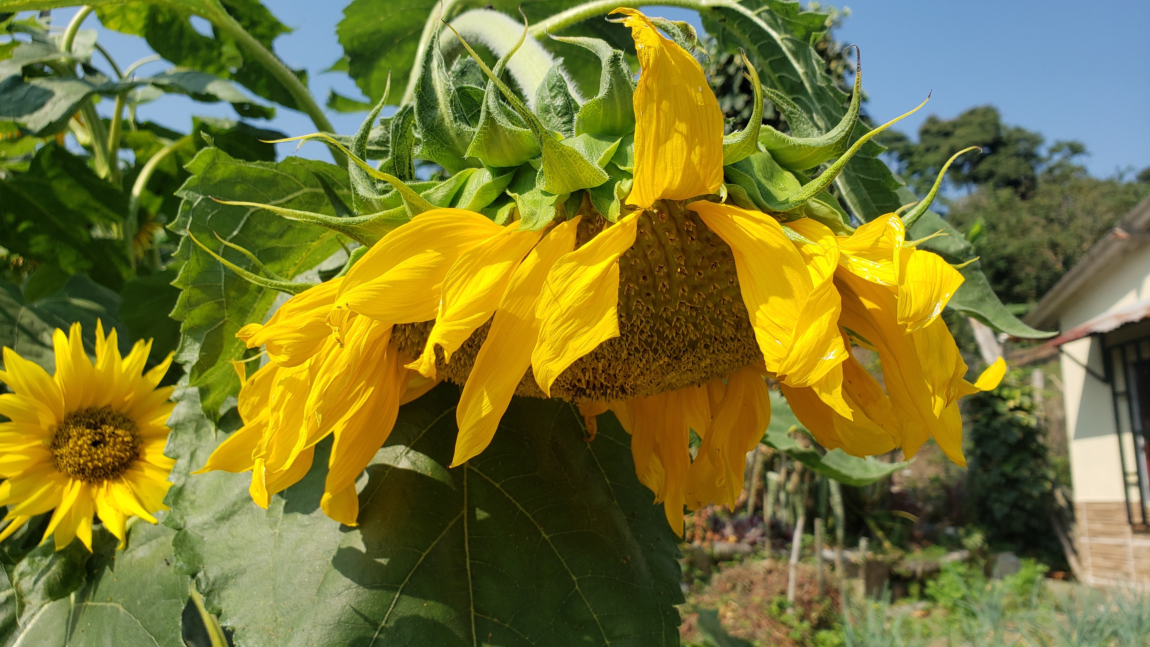 Cultivo de Semilla de Girasol, para Germinados.