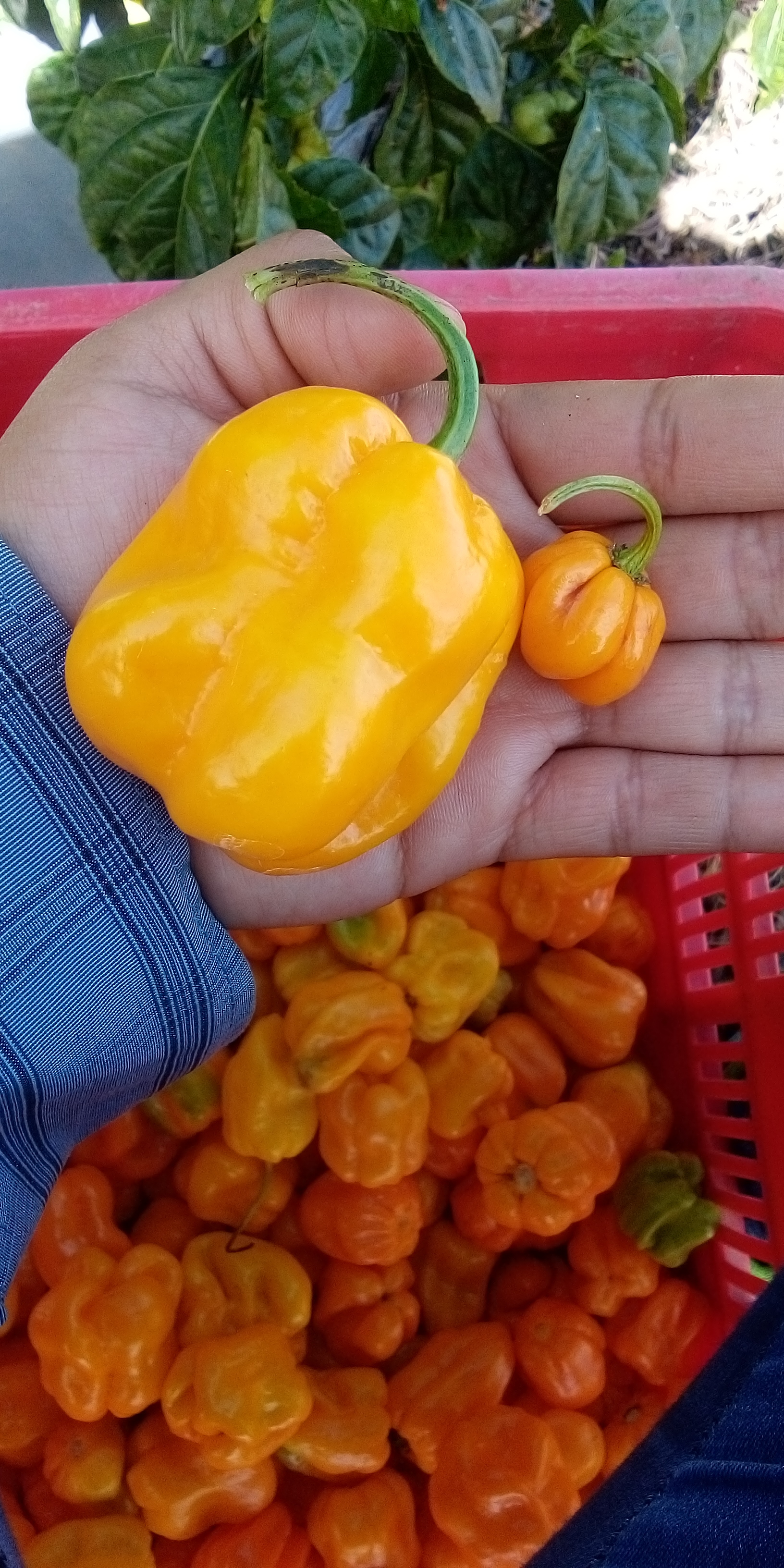 Calidad 100% garantizada en la selección de sus ingredientes